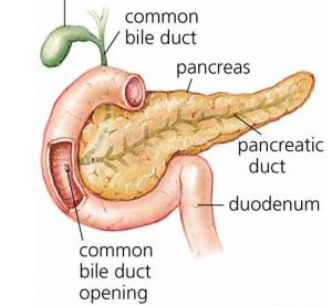 pancreas-duodenum